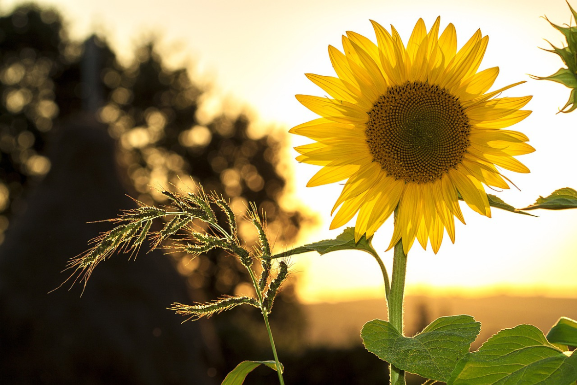 Un tournesol lumineux au point net avec un arrière-plan flou d'un coucher de soleil.