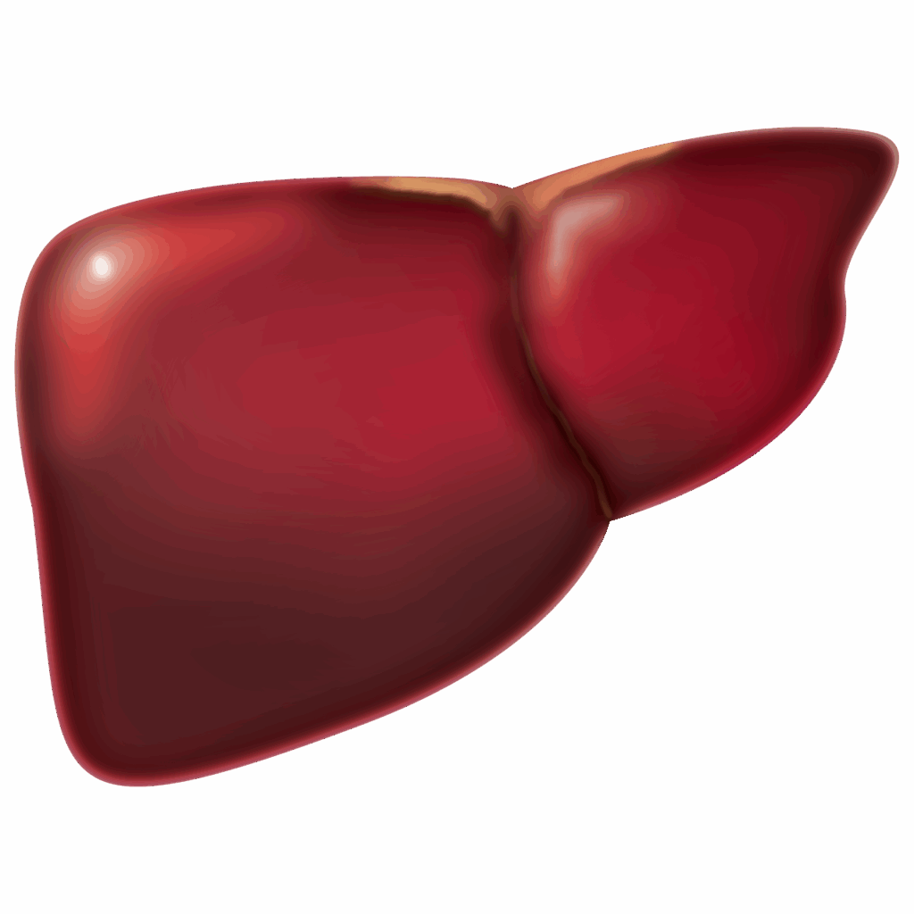 Santé du foie
