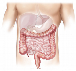 Illustration médicale du système digestif humain montrant le foie, l'estomac, l'intestin grêle et le gros intestin dans un torse.