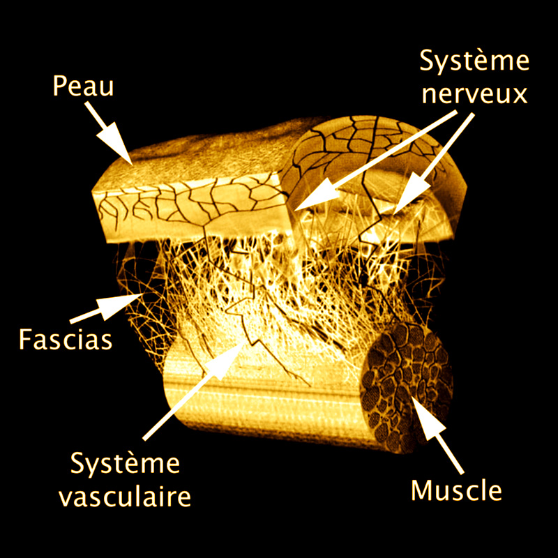 Représentation détaillée en coupe de la peau montrant l’épiderme, les fascias, le muscle, ainsi que les systèmes nerveux et vasculaire.